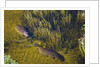 Aerial View of Hippopotamuses by Anonymous
