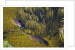 Aerial View of Hippopotamuses by Anonymous
