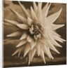 Dahlia with Clouds Behind by Tom Marks