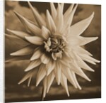 Dahlia with Clouds Behind by Tom Marks