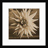 Dahlia with Clouds Behind by Tom Marks