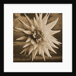 Dahlia with Clouds Behind by Tom Marks