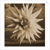 Dahlia with Clouds Behind by Tom Marks