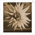 Dahlia with Clouds Behind by Tom Marks