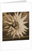 Dahlia with Clouds Behind by Tom Marks