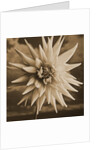 Dahlia with Clouds Behind by Tom Marks