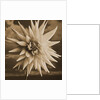 Dahlia with Clouds Behind by Tom Marks