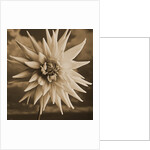 Dahlia with Clouds Behind by Tom Marks