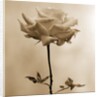 Long-Stemmed Rose by Tom Marks