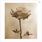 Long-Stemmed Rose by Tom Marks