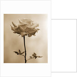 Long-Stemmed Rose by Tom Marks