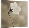 Small White Flower Stands Against Dramatic Sky by Tom Marks