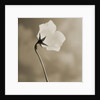 Small White Flower Stands Against Dramatic Sky by Tom Marks