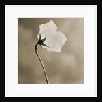 Small White Flower Stands Against Dramatic Sky by Tom Marks