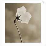 Small White Flower Stands Against Dramatic Sky by Tom Marks
