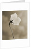 Small White Flower Stands Against Dramatic Sky by Tom Marks