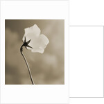 Small White Flower Stands Against Dramatic Sky by Tom Marks