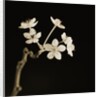 Twig of Tiny Blossoms from Hawthorn Tree by Tom Marks