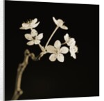 Twig of Tiny Blossoms from Hawthorn Tree by Tom Marks