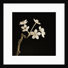 Twig of Tiny Blossoms from Hawthorn Tree by Tom Marks