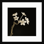 Twig of Tiny Blossoms from Hawthorn Tree by Tom Marks