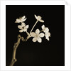 Twig of Tiny Blossoms from Hawthorn Tree by Tom Marks