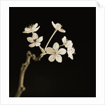 Twig of Tiny Blossoms from Hawthorn Tree by Tom Marks