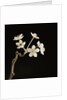 Twig of Tiny Blossoms from Hawthorn Tree by Tom Marks