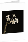 Twig of Tiny Blossoms from Hawthorn Tree by Tom Marks