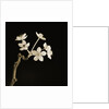Twig of Tiny Blossoms from Hawthorn Tree by Tom Marks
