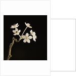 Twig of Tiny Blossoms from Hawthorn Tree by Tom Marks