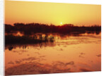 Sunset Over Pond in Lake Woodruff National Wildlife Refuge by Anonymous