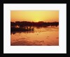 Sunset Over Pond in Lake Woodruff National Wildlife Refuge by Anonymous
