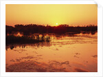 Sunset Over Pond in Lake Woodruff National Wildlife Refuge by Anonymous