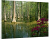 Cypress Gardens in South Carolina by Anonymous