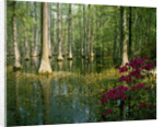 Cypress Gardens in South Carolina by Anonymous