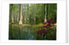 Cypress Gardens in South Carolina by Anonymous