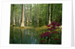 Cypress Gardens in South Carolina by Anonymous