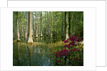 Cypress Gardens in South Carolina by Anonymous