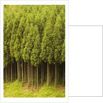 Koya Sugi Cedar Trees by Anonymous