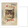 Soapine Trade Card with Kitten in Baby Clothes by Anonymous