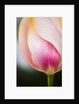 Tulip by Anonymous