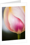 Tulip by Anonymous