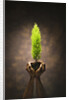 Hands Holding Small Tree by Anonymous
