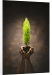 Hands Holding Small Tree by Anonymous