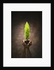 Hands Holding Small Tree by Anonymous