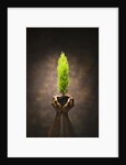 Hands Holding Small Tree by Anonymous
