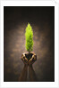 Hands Holding Small Tree by Anonymous