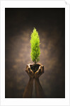 Hands Holding Small Tree by Anonymous