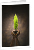 Hands Holding Small Tree by Anonymous